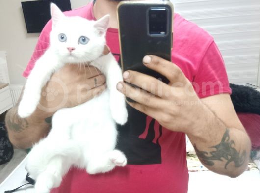 2 Adet Erkek Yavrumuz Yeni Sahibini Arıyor