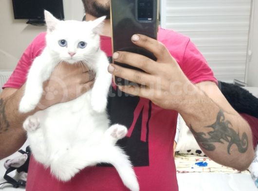 2 Adet Erkek Yavrumuz Yeni Sahibini Arıyor görsel