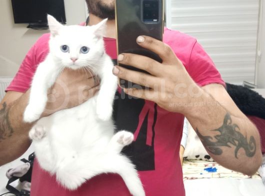 2 Adet Erkek Yavrumuz Yeni Sahibini Arıyor görsel
