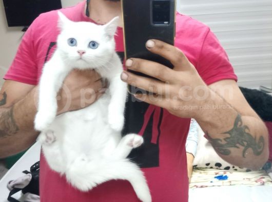 2 Adet Erkek Yavrumuz Yeni Sahibini Arıyor görsel