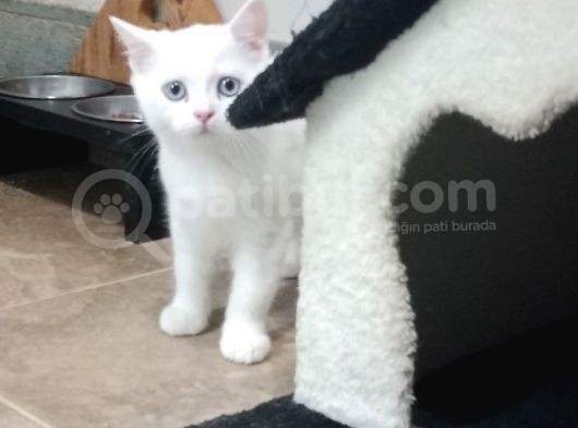 2 Adet Erkek Yavrumuz Yeni Sahibini Arıyor görsel