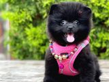 Safkan Teddy Bear Pomeranian Boo Yavrularımız