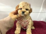 Orji̇nal Malti̇po Yavrular