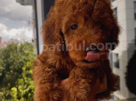 Karamelll.toypoodle ‘In Redbrown Bebekleri