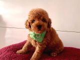 Orji̇nal Toy Poodle Yavrular