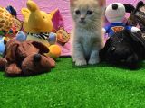 Safkan British Shorthair Yavrularımız…