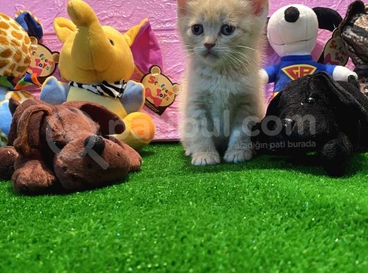 Safkan British Shorthair Yavrularımız… görsel
