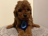 Safkan Redbrown Toypoodle Bebeklerimiz