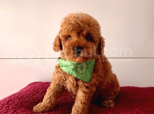Orji̇nal Toy Poodle Yavrular