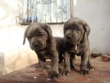 Blue Cane Corsa Yavrular