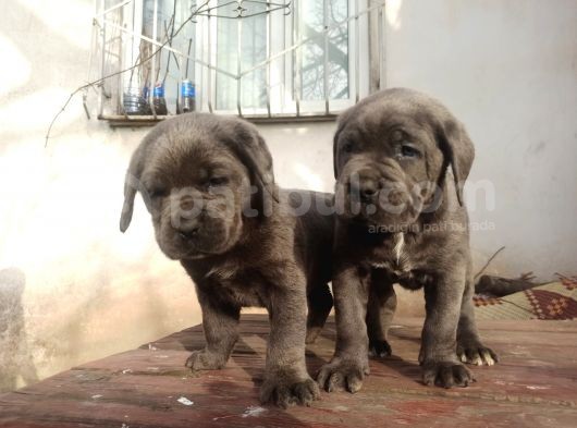 Blue Cane Corsa Yavrular görsel