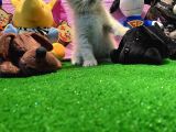 Safkan British Shorthair Yavrularımız…
