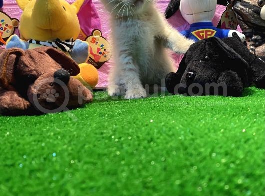 Safkan British Shorthair Yavrularımız… görsel