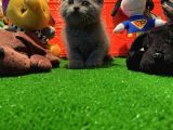 Safkan British Shorthair Yavrularımız…