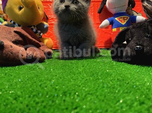 Safkan British Shorthair Yavrularımız… görsel