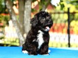 Bichon Havanese Yavru Köpekler