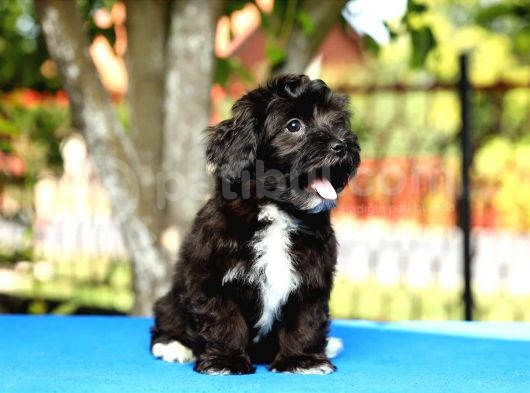 Bichon Havanese Yavru Köpekler görsel