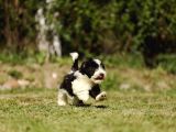Bichon Havanese Yavru Köpekler