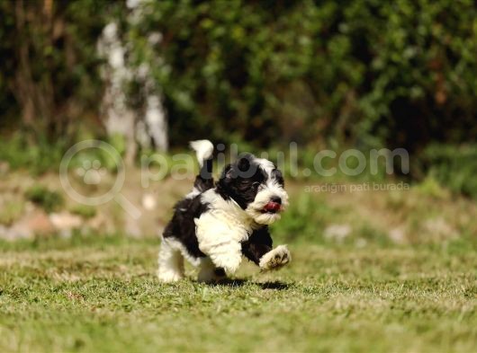Bichon Havanese Yavru Köpekler görsel