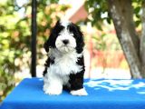 Bichon Havanese Yavru Köpekler