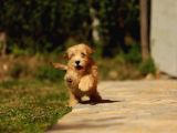 Bichon Havanese Yavru Köpekler