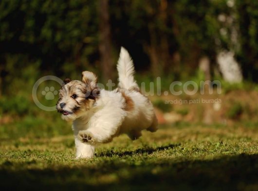 Bichon Havanese Yavru Köpekler görsel