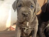 Blue Cane Corsa Yavrular