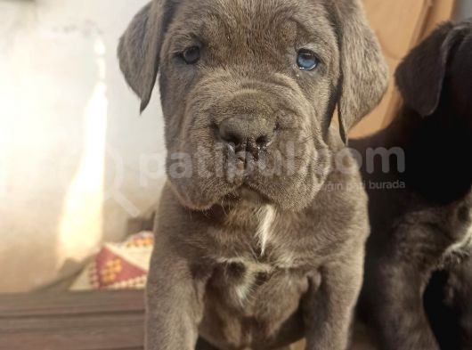 Blue Cane Corsa Yavrular