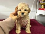 Orji̇nal Malti̇po Yavrular