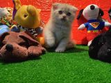 Safkan Golden Cream Scottish Fold Yavrularımız…