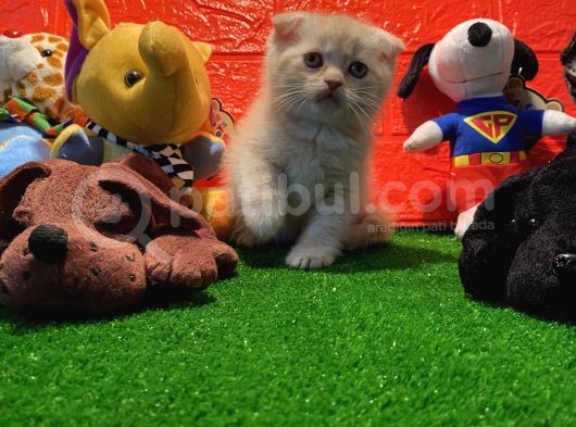 Safkan Golden Cream Scottish Fold Yavrularımız… görsel