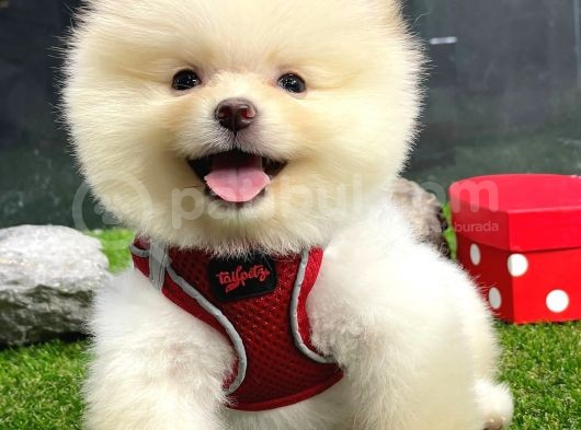 Üst Kali̇te Di̇şi̇ Erkek Pomerani̇an Boo Bebekler görsel