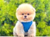 Safkan Teddy Bear Pomeranian Boo Yavrularımız