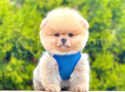 Safkan Teddy Bear Pomeranian Boo Yavrularımız