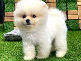 Üst Kali̇te Di̇şi̇ Erkek Pomerani̇an Boo Bebekler