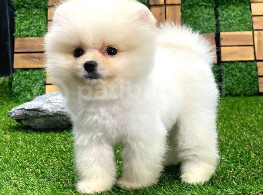Üst Kali̇te Di̇şi̇ Erkek Pomerani̇an Boo Bebekler görsel