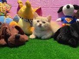 Safkan British Shorthair Yavrularımız…