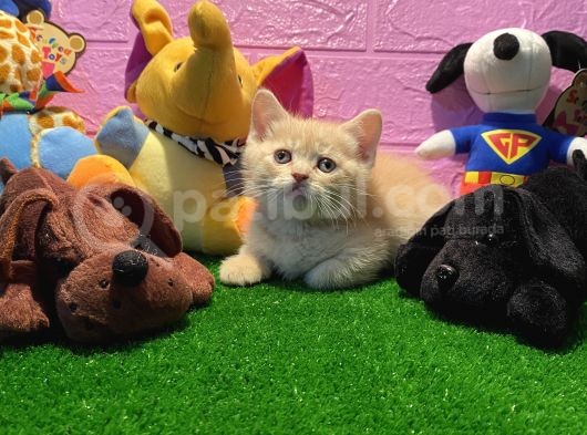 Safkan British Shorthair Yavrularımız… görsel