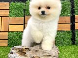 Üst Kali̇te Di̇şi̇ Erkek Pomerani̇an Boo Bebekler