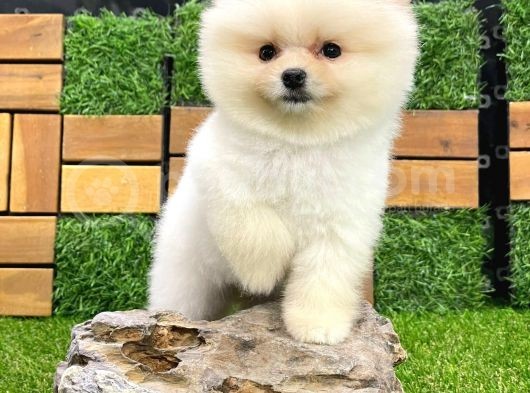 Üst Kali̇te Di̇şi̇ Erkek Pomerani̇an Boo Bebekler görsel