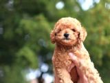 Mini Oyuncu Toy Poodle Yavrular