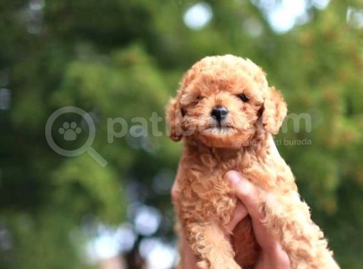Mini Oyuncu Toy Poodle Yavrular