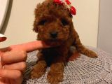 Üst Kalite Redbrown Toypoodle Bebeklerimiz