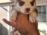 Safkan Husky Yavrular