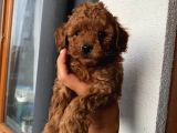 Üst Kalite Redbrown Toypoodle Bebeklerimiz