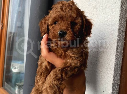 Üst Kalite Redbrown Toypoodle Bebeklerimiz görsel