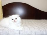 Süper Kali̇tede Scotti̇sh Fold Yavrularimiz Gelmi̇şti̇r