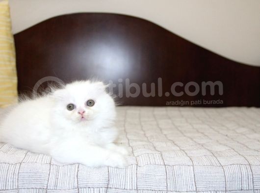 Süper Kali̇tede Scotti̇sh Fold Yavrularimiz Gelmi̇şti̇r görsel