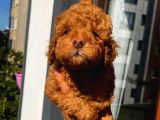 Karamelll.toypoodle ‘In Redbrown Bebekleri