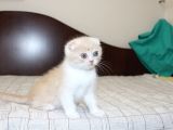 Süper Kali̇tede Scotti̇sh Fold Yavrularimiz Gelmi̇şti̇r